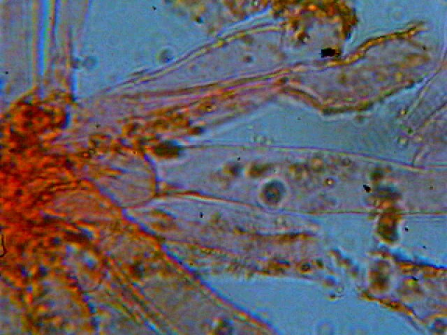 Xerocomus d.d.